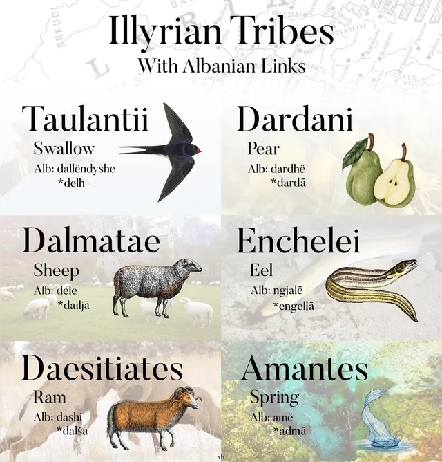 Illyrian tribes and the semantic and morphological links via the Albanian language