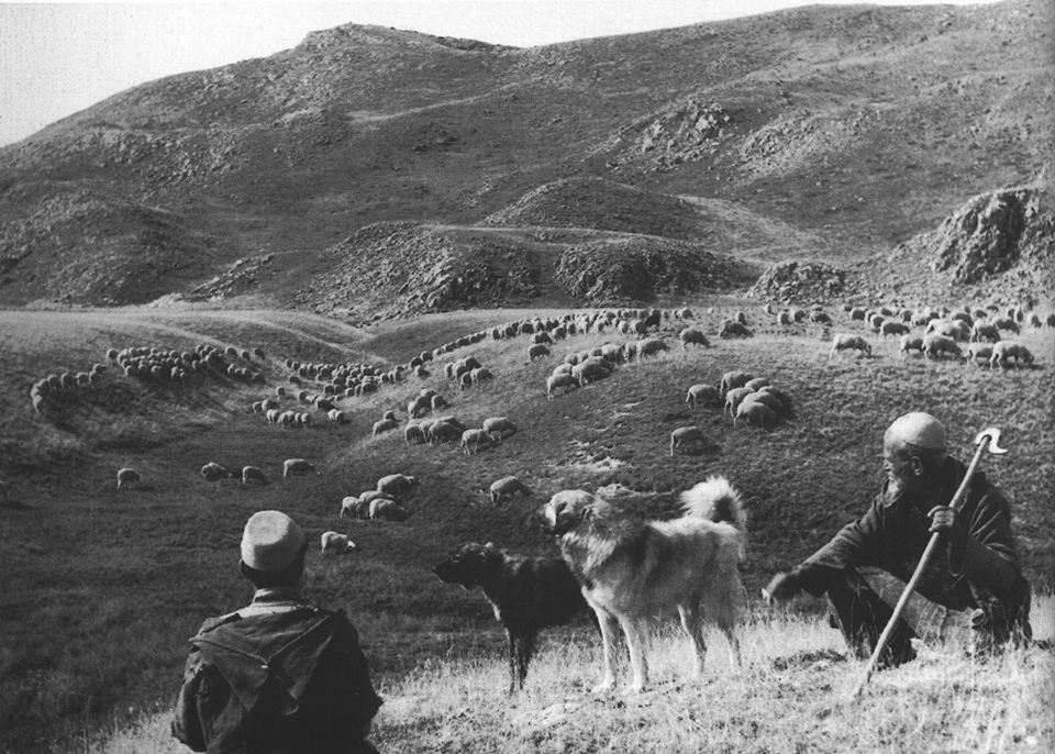 Albanian shepherdism