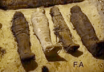 Where are the Illyrian and Dardanian mummies from Kladno, Lipova, Gërçar and&nbsp;Kumanovë?