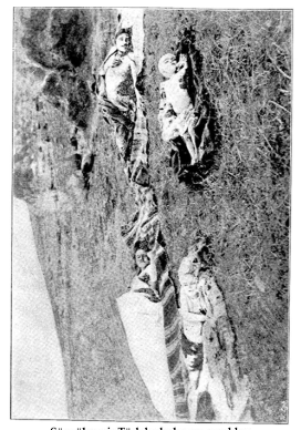 Serbian and Bulgarian massacres and atrocities against Muslim civilians  1912 to 1913