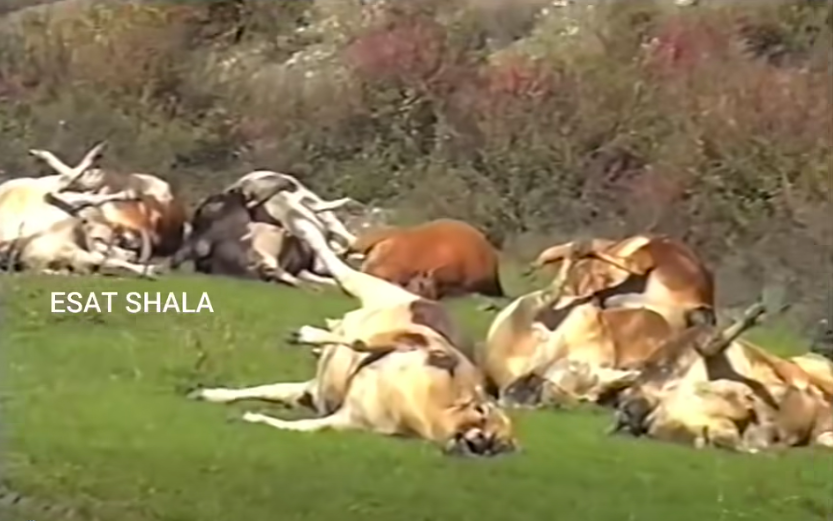 When Serbian forces would even shoot and kill cows in 1998-1999 (18+)
