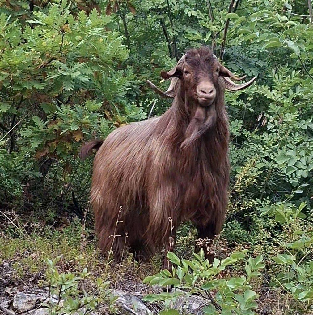 The Illyrian Goats (Red Goats) of the Albanian highlands according to&nbsp;Adametz