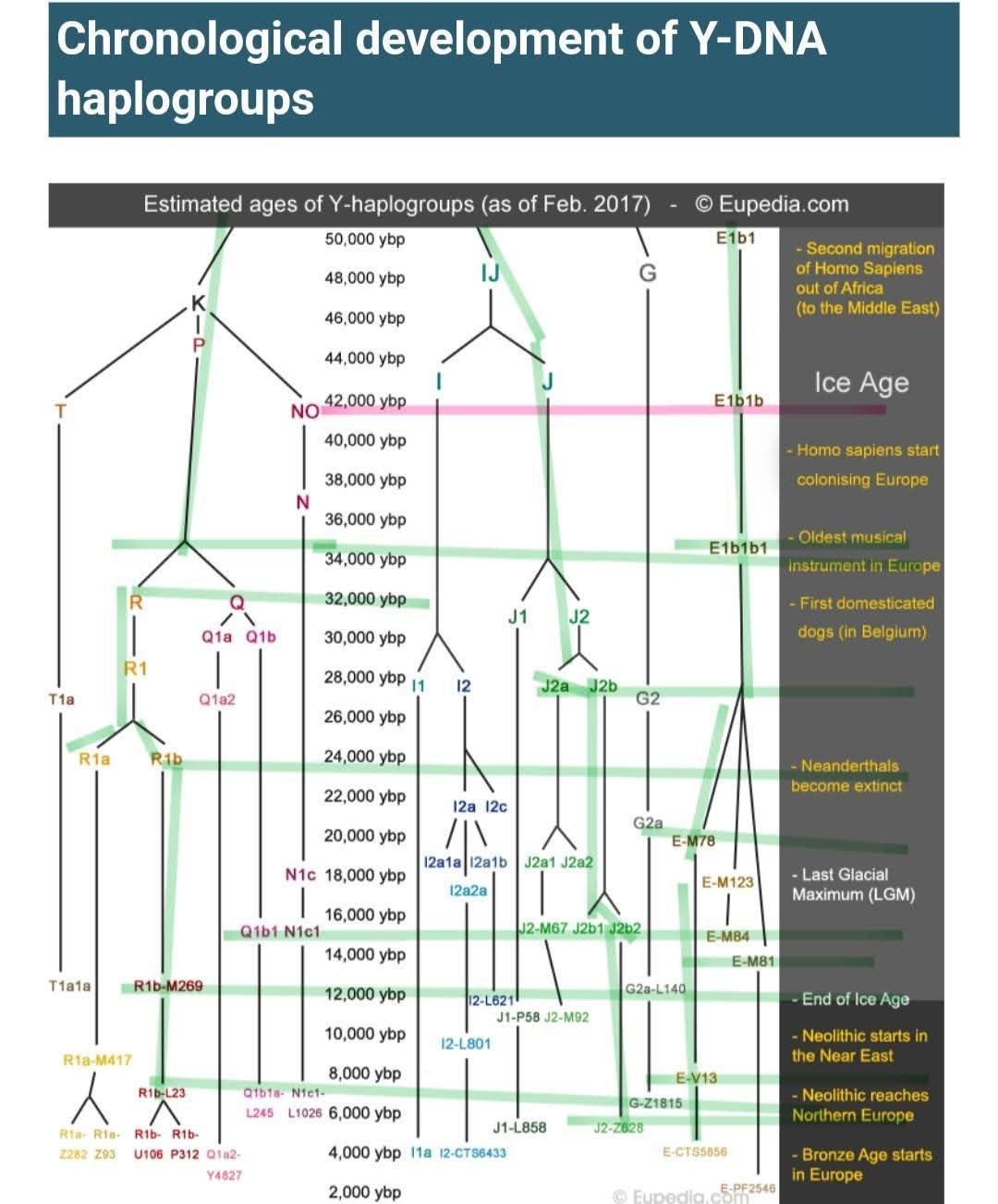 Chronological development of Y-DNA haplogroups show that Albanians are autochthonous before the thesis of the Indo-European theory