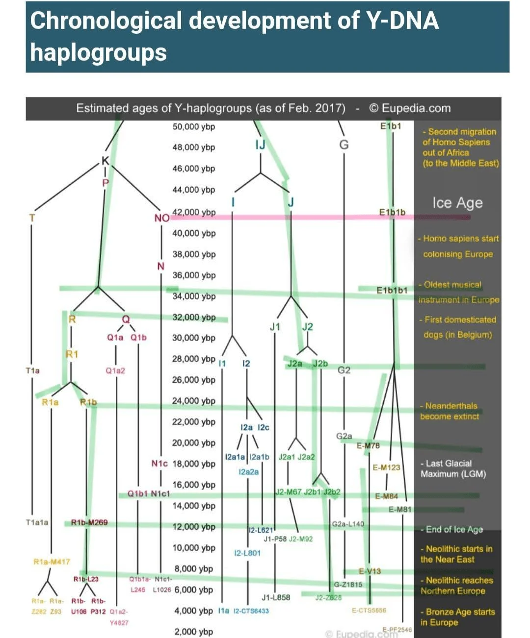 Chronological development of Y-DNA haplogroups, show that Albanians contain the mixture of the oldest identified haplogroups, and can be considered autochthonous before the thesis of the Indo-European theory of our origin
