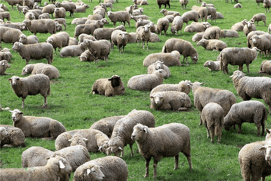 The “Arnaut Sheep” Affair: When Milenko Stojković was given 10,000 Albanian sheep in 1804 valued €1.5 million today