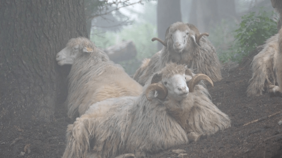 The Albanian Highland Life of Hajla, Gropa e Erenikut, Strellcs, Preljept, Milishevc, Roshkodoli, Pllaqica e Vokshit, Lumbardhit, and Pleqe Mountain